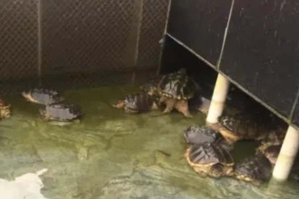 鳄龟对水质有什么要求,水质干净清爽即可