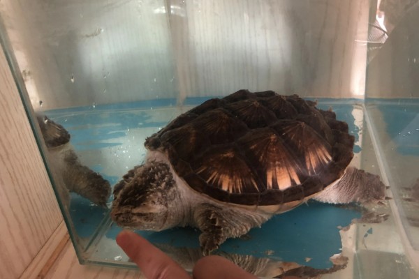 鳄龟对水质有什么要求,水质干净清爽即可