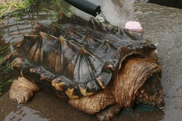 鳄龟对水质有什么要求,水质干净清爽即可