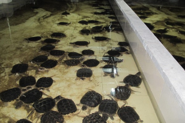 鳄龟对水质有什么要求,水质干净清爽即可