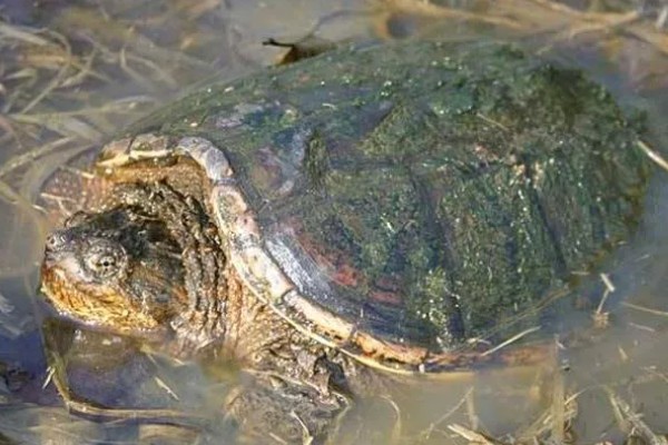 鳄龟对水质有什么要求,水质干净清爽即可