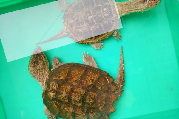 鳄龟对水质有什么要求,水质干净清爽即可