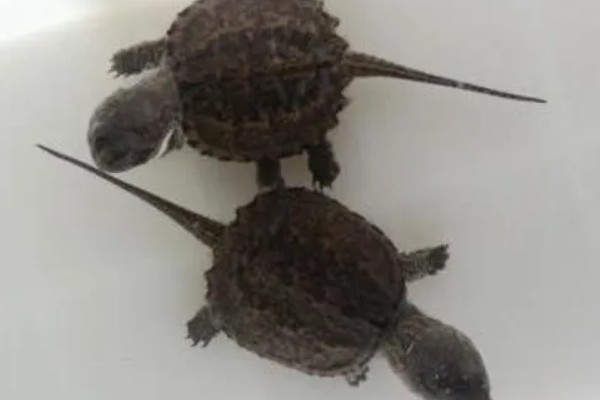 鳄龟对水质有什么要求,水质干净清爽即可