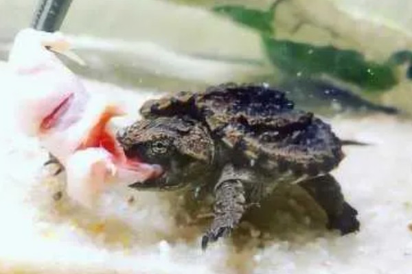 鳄龟对水质有什么要求,水质干净清爽即可