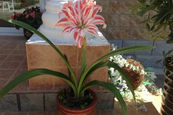 朱顶红的养殖方法，低于5℃时要做好防寒措施