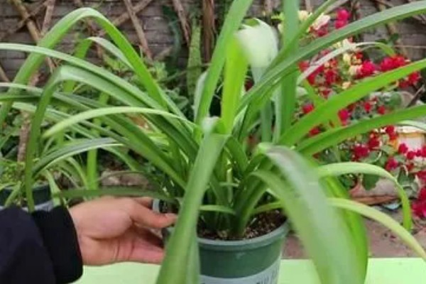 朱顶红的养殖方法，低于5℃时要做好防寒措施