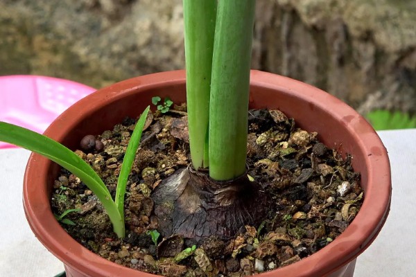 朱顶红的养殖方法，低于5℃时要做好防寒措施