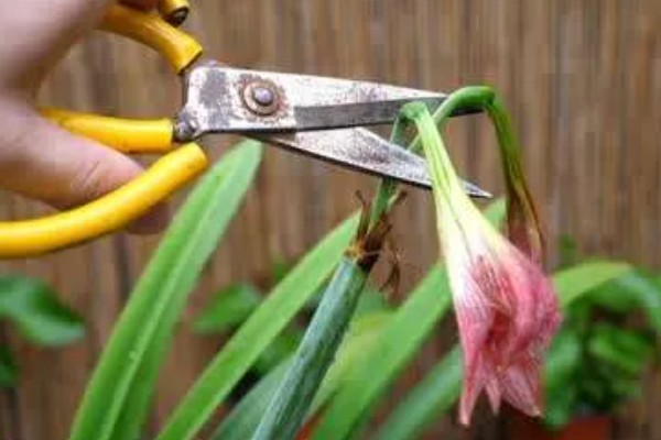 朱顶红的养殖方法，低于5℃时要做好防寒措施