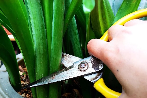 朱顶红的养殖方法，低于5℃时要做好防寒措施