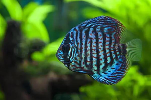 七彩神仙鱼得白点病的原因,可能是水质污染所致