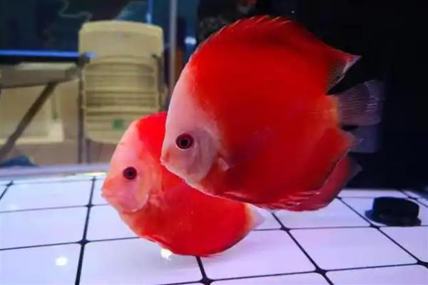 七彩神仙鱼得白点病的原因,可能是水质污染所致