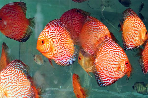 七彩神仙鱼得白点病的原因,可能是水质污染所致