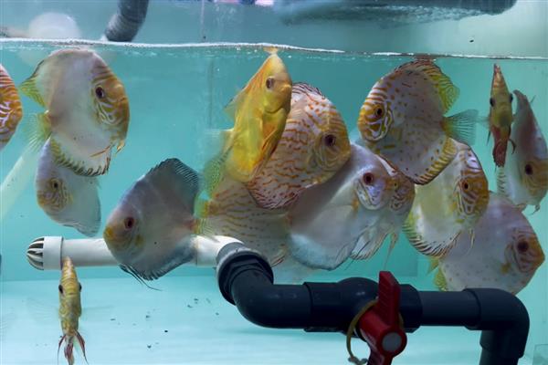 七彩神仙鱼得白点病的原因,可能是水质污染所致