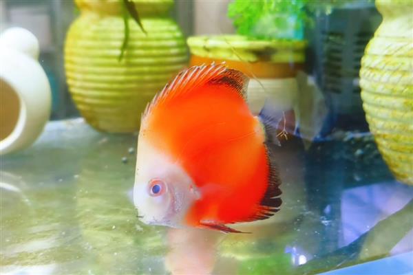 七彩神仙鱼得白点病的原因,可能是水质污染所致