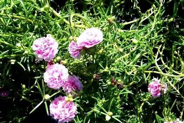 松叶牡丹如何种植，通常采用播种的繁殖方式