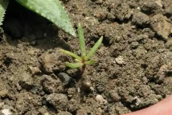 松叶牡丹如何种植，通常采用播种的繁殖方式
