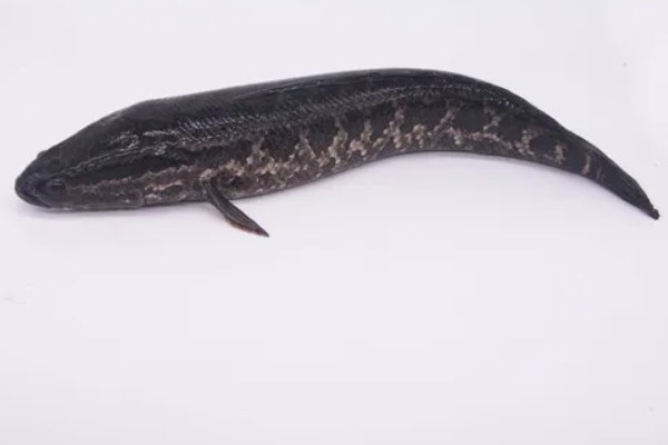 黑鱼是海鱼吗，不属于海鱼