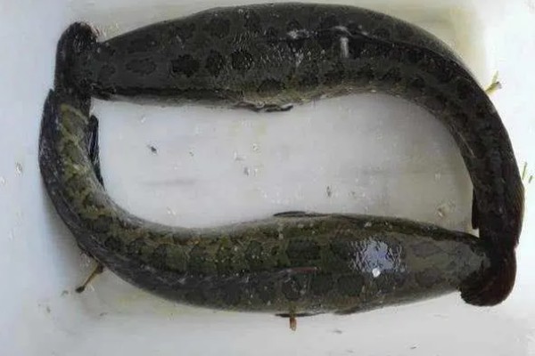 黑鱼是海鱼吗，不属于海鱼