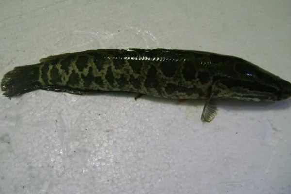 黑鱼是海鱼吗，不属于海鱼