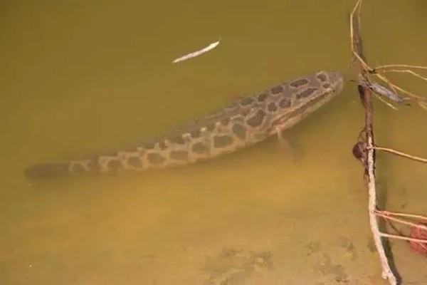 黑鱼是海鱼吗，不属于海鱼