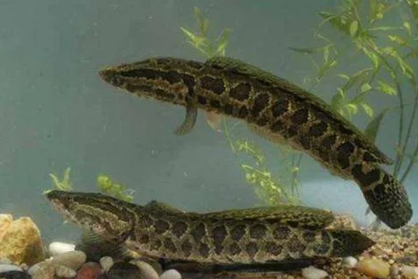 黑鱼是海鱼吗，不属于海鱼