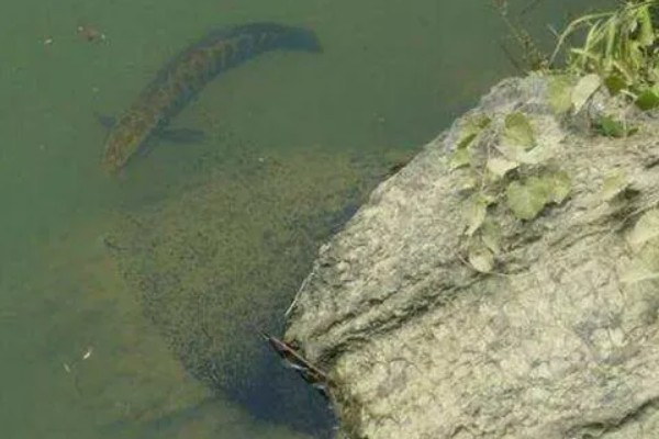 黑鱼是海鱼吗，不属于海鱼