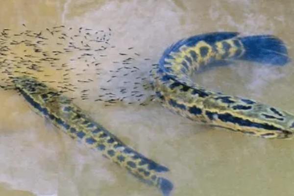 黑鱼是海鱼吗，不属于海鱼