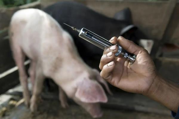 猪染上猪瘟该如何补救，可注射重症太保针