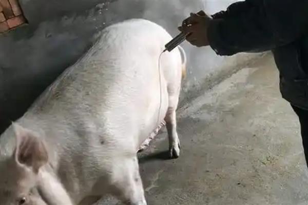 猪染上猪瘟该如何补救，可注射重症太保针