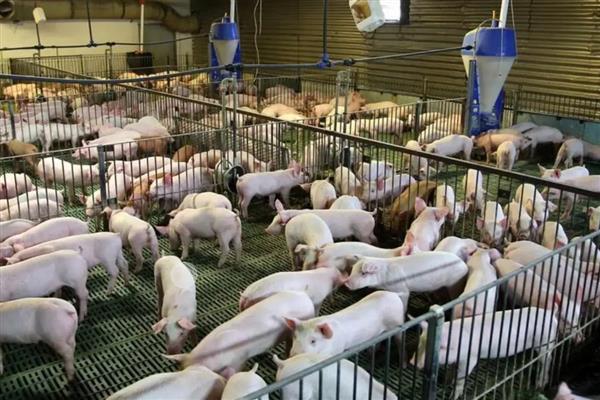 猪染上猪瘟该如何补救，可注射重症太保针