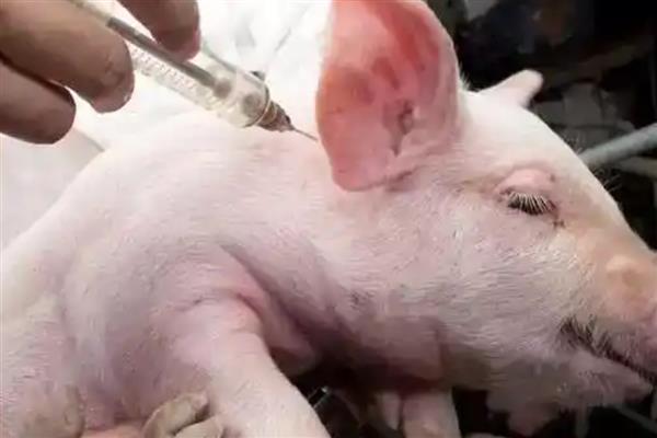 猪染上猪瘟该如何补救，可注射重症太保针