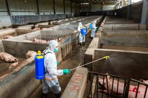 猪染上猪瘟该如何补救，可注射重症太保针