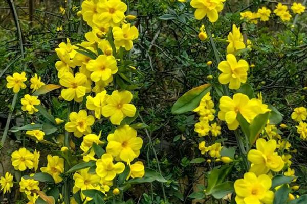 北方春天适合种哪些花,推荐迎春花、茶花等