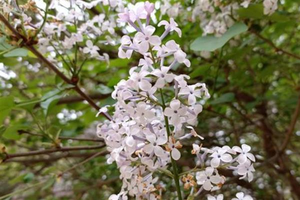 北方春天适合种哪些花,推荐迎春花、茶花等