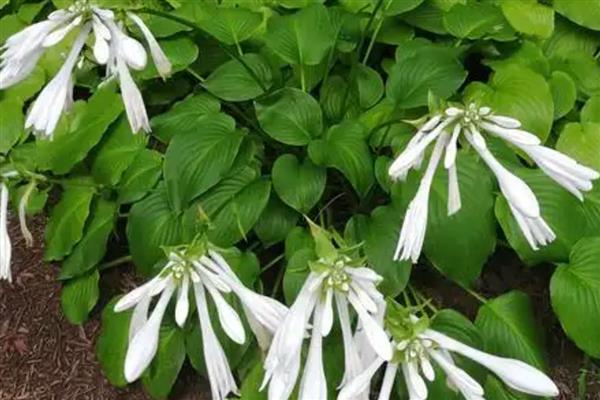 北方春天适合种哪些花,推荐迎春花、茶花等