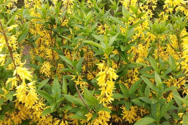 北方春天适合种哪些花,推荐迎春花、茶花等