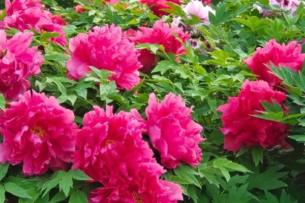 北方春天适合种哪些花,推荐迎春花、茶花等