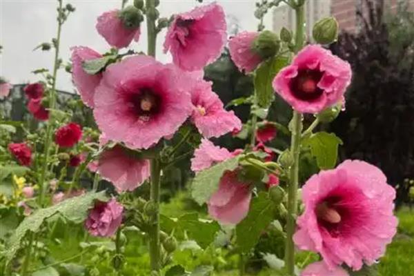 北方春天适合种哪些花,推荐迎春花、茶花等