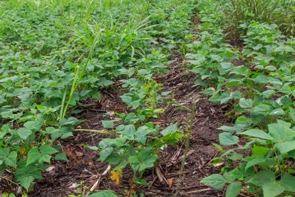 秋黑豆的种植时间,可在每年的六月份进行播种