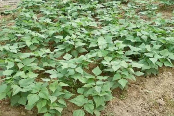 秋黑豆的种植时间,可在每年的六月份进行播种