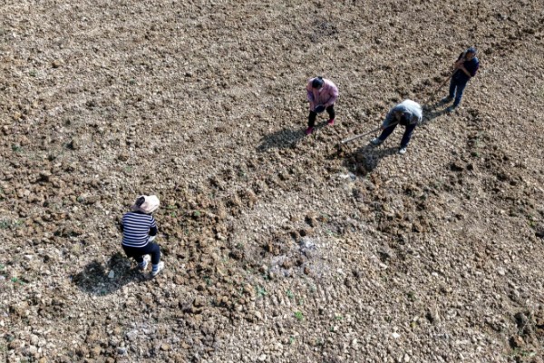 秋黑豆的种植时间,可在每年的六月份进行播种