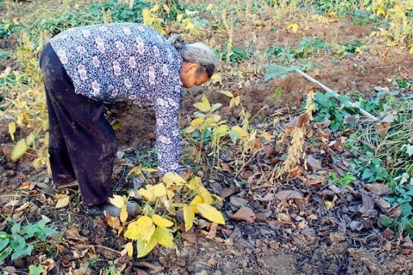 秋黑豆的种植时间,可在每年的六月份进行播种