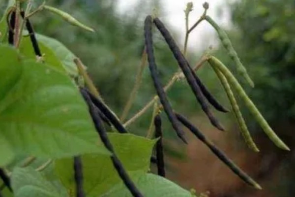 秋黑豆的种植时间,可在每年的六月份进行播种