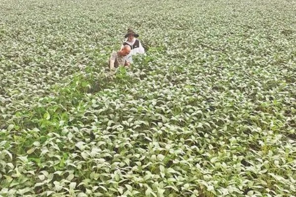 秋黑豆的种植时间,可在每年的六月份进行播种