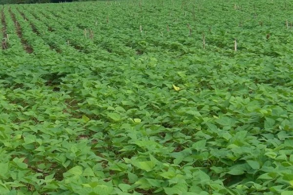 秋黑豆的种植时间,可在每年的六月份进行播种