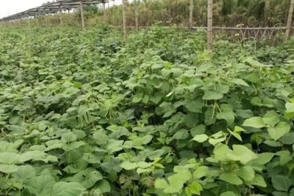 秋黑豆的种植时间,可在每年的六月份进行播种