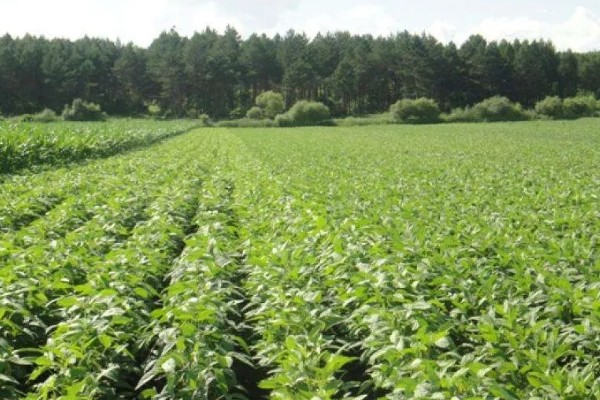 秋黑豆的种植时间,可在每年的六月份进行播种