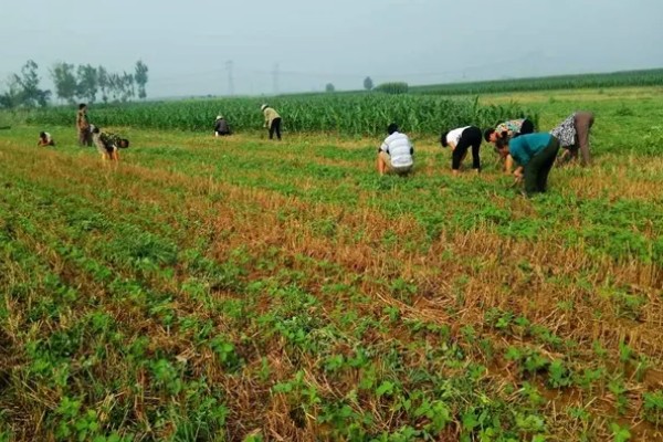 秋黑豆的种植时间,可在每年的六月份进行播种