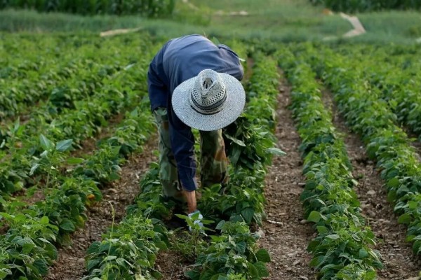 秋黑豆的种植时间,可在每年的六月份进行播种