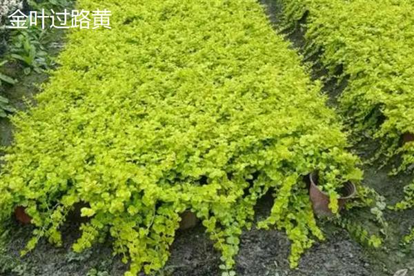 金叶过路黄耐不耐寒，耐寒